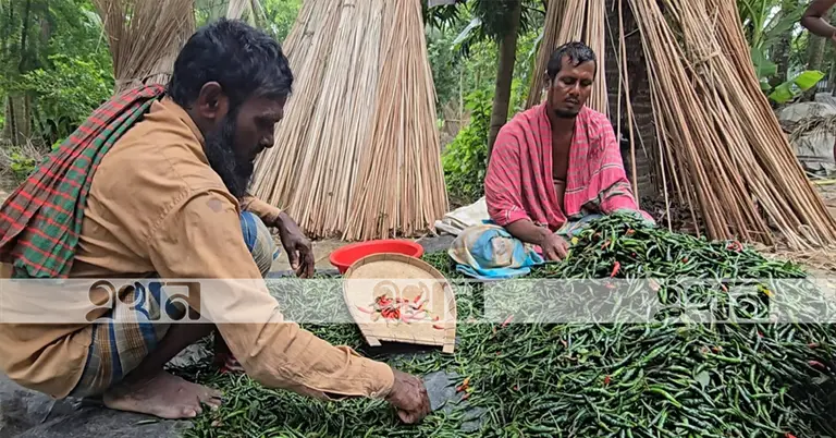খেত থেকে তুলে আনা মরিচ